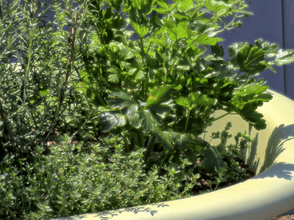 A close-up of a planter filled with a variety of fresh herbs, including parsley and thyme.